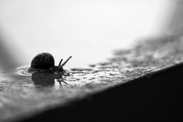 A black and white image of a snail in a puddle.